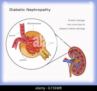 Kidney Glomerulus, Drawing Stock Photo, Royalty Free Image: 49263036 ...