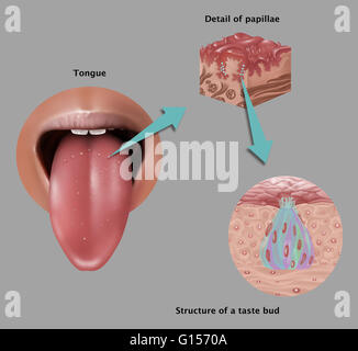 Illustration depicting the anatomy of taste. At left is an image of the tongue pointing out types of papilla found on the base of  the tongue: circumvallate papilla, fungiform papilla, & filiform papilla. Inset at right is a detailed close ups of papillae Stock Photo