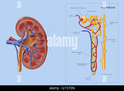 loop of henle kidney