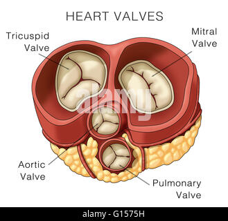 Illustration of heart valves. The image shown includes the mitral valve, pulmonary valve, aortic valve and the tricuspid valve. Stock Photo