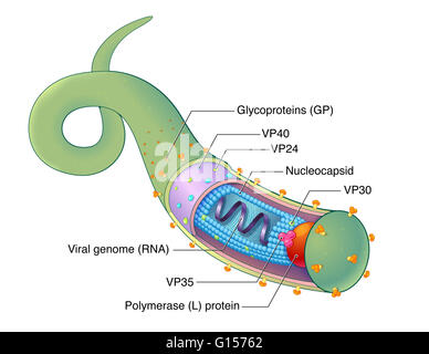 An Illustrated Diagram Of The Ebola Virus (EBOV), A Virus Responsible ...