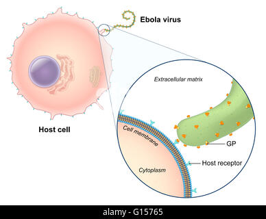 An illustrated diagram of the Ebola virus replication process. The ebola virus is a single-stranded RNA filovirus responsible for severe hemorrhagic fever in humans. In this illustration, the virus is seen attaching to receptors on the host cell's membran Stock Photo