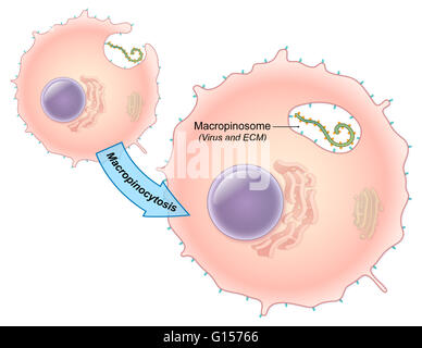 An illustrated diagram of the Ebola virus replication process. The ebola virus is a single-stranded RNA filovirus responsible for severe hemorrhagic fever in humans. In this illustration, the virus enters the cell though the process of macropinocytosis to Stock Photo