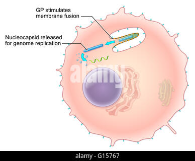 An illustrated diagram of the Ebola virus replication process. The ebola virus is a single-stranded RNA filovirus responsible for severe hemorrhagic fever in humans. In this illustration, glycoprotein spikes (GP) on the surface of the viral membrane stimu Stock Photo