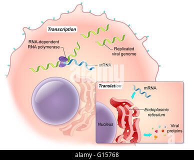 An illustrated diagram of the Ebola virus replication process. The ebola virus is a single-stranded RNA filovirus responsible for severe hemorrhagic fever in humans. In this illustration, viral RNA-dependent RNA polymerase transcribes the viral genome to Stock Photo