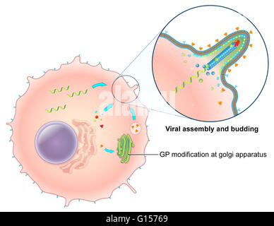 An illustrated diagram of the Ebola virus replication process. The ebola virus is a single-stranded RNA filovirus responsible for severe hemorrhagic fever in humans. In this illustration, translated viral proteins and replicated viral genomes gather at th Stock Photo