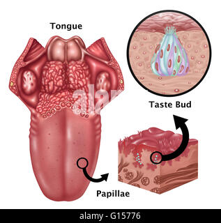 Illustration depicting the anatomy of taste. At left is an image of the tongue highlighting the papillae. Inset at right are a detailed close ups of papillae (bottom inset) and the structure of a taste bud (top inset). Papillae found on the base of the to Stock Photo