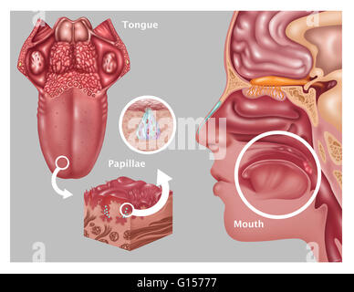 Illustration depicting the anatomy of taste. At left is an image of the tongue highlighting the papillae. Inset near the middle are a detailed close ups of papillae (bottom inset) and the structure of a taste bud (top inset). The human profile at right sh Stock Photo