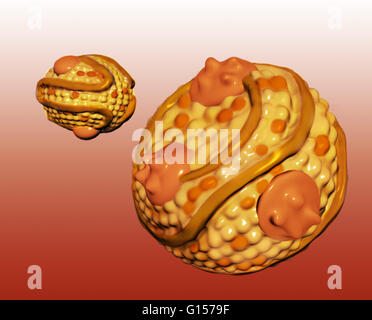 Illustration of the structure of a low-density lipoprotein (LDL) particle, a form of cholesterol found in the blood. Chemically mainly made up of lipids, this complex structure includes carrier proteins, phospholipids, and free colesterol molecules. Cardi Stock Photo