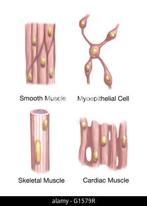 Illustration of Muscle Types Stock Photo - Alamy