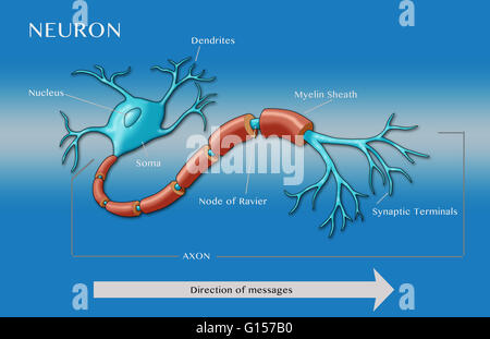 Illustration of a motor neuron, showing dendrites, nucleus and soma (blue end on left) and parts of the axon including node of ravier, myelin sheath, and synaptic terminals. Direction of messages in this illustration is from left to right. Stock Photo