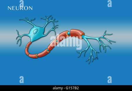 Illustration of a motor neuron, showing dendrites, nucleus and soma (blue end on left) and parts of the axon including node of ravier, myelin sheath, and synaptic terminals. Direction of messages in this illustration is from left to right. Stock Photo