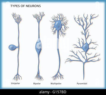 Illustration showing the 4 types of neurons. From left to right: unipolar, bipolar, multipolar, and pyramidal. Stock Photo