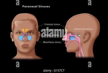 Illustration of a man showing his paranasal sinuses. Stock Photo