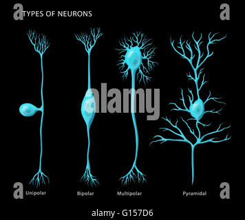 Labeled illustration showing the basic types of neurons, from left to right: unipolar, bipolar, multipolar, and pyramidal. Stock Photo