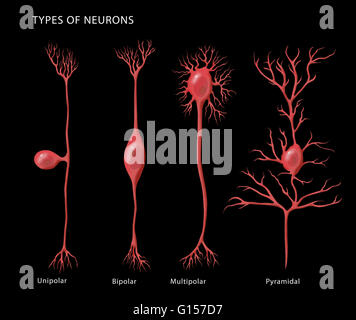 Labeled illustration showing the basic types of neurons, from left to right: unipolar, bipolar, multipolar, and pyramidal. Stock Photo