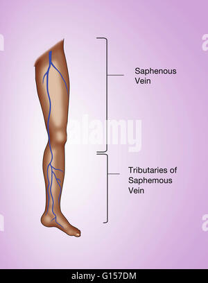 Labeled illustration of the leg, showing the great saphenous vein and its tributaries. Stock Photo