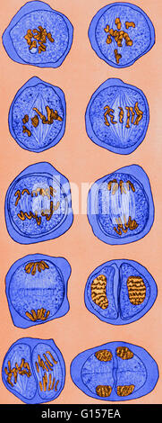 Illustration depicting the division of the cell nucleus Stock Photo - Alamy