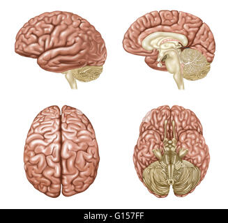 Illustration showing anatomy of a normal brain in lateral, sagittal ...