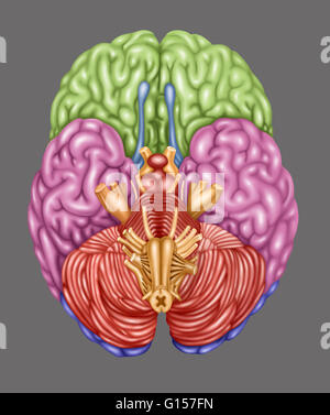 Color coded brain depicting the following areas from an inferior view ...