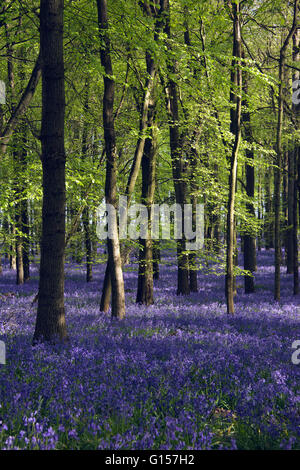 Bluebells in beech woodland in dappled sunlight Stock Photo