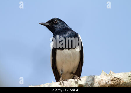 Oriental Magpie Robin, the grey and white bird Stock Photo