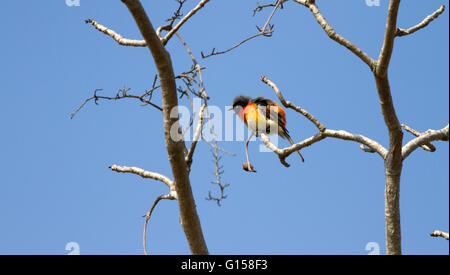 Male Small Minivet (Pericrocotus cinnamomeus) on the branch in nature Stock Photo