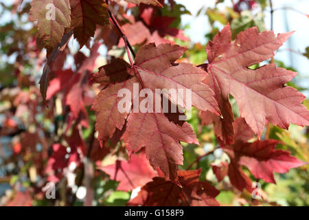 Close up of Acer Rubrum or October Glory or also known as Red Maple leaves during autumn in Melbourne Victoria Australia Stock Photo