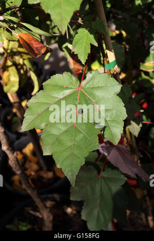 Close up of green colour Acer Rubrum or October Glory or also known as Red Maple leaves during autumn in Melbourne  Australia Stock Photo