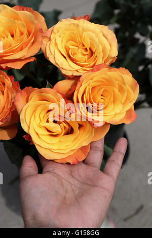 Close up of orange  coloured Rose  in full bloom Stock Photo