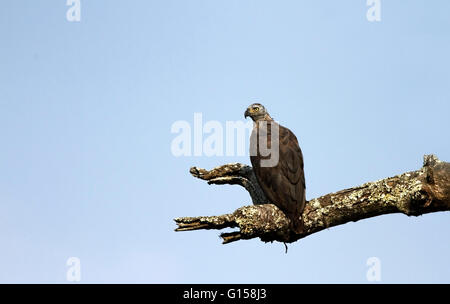 White-rumped Vulture adult is a medium-sized vulture. It has blackish upperparts with silvery-grey flight feathers. Stock Photo