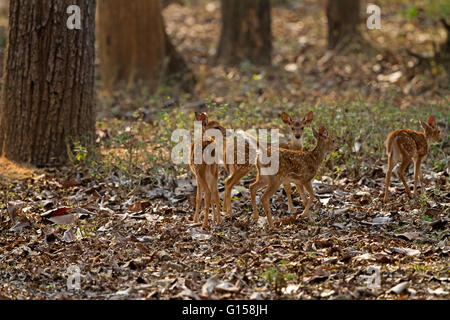Spotted Deer babies Stock Photo