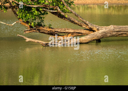 Turtle on a log in a forest Stock Photo