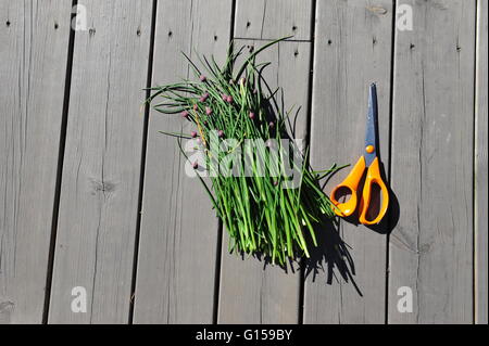 Freshly cut chives on wooden boards. Orange pair of scissors. Stock Photo