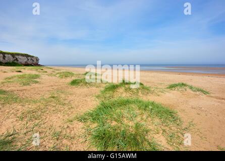 Grassy sand dunes on old Hunstanton beach Norfolk England UK Stock Photo