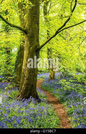bluebells,forest,garstang,england,uk,europe Stock Photo