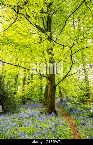 bluebells,forest,garstang,england,uk,europe Stock Photo