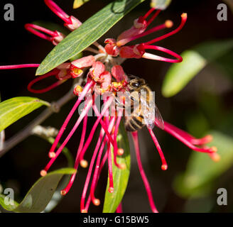Busy little honey bee gathering pollen from a dainty small red  Australian grevillea shrub  species flowering in mid winter  . Stock Photo