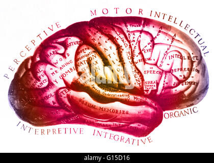 A historical anatomical illustration of the brain with parts labeled according the medical knowledge of the time. Stock Photo