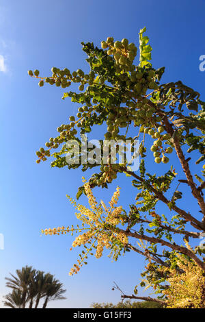 Frankincense tree (Boswellia sacra), Museum of Frankincense Land, Al-Baleed, UNESCO, Salalah, Dhofar, Oman, Middle East Stock Photo