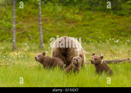 Brown bear (Ursus arctos) mother and cubs, Finland, Scandinavia, Europe Stock Photo