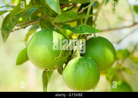 Limes ripening on the tree, Corfu, Greece, Europe Stock Photo