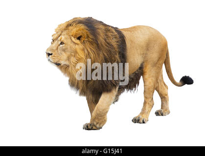 adult lion takes a step, is isolated on a white background Stock Photo