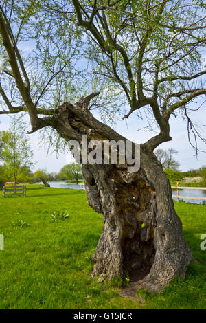 old willow tree Stock Photo