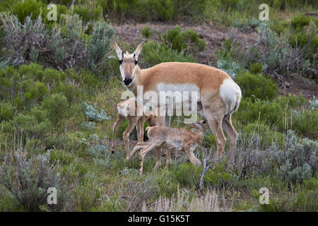 Pronghorn (Antilocapra americana) doe and two days-old fawns, Yellowstone National Park, Wyoming, United States of America Stock Photo