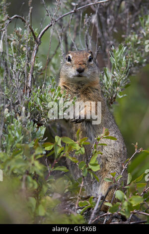 Uinta Ground Squirrel (Urocitellus armatus), Yellowstone National Park, Wyoming, United States of America, North America Stock Photo