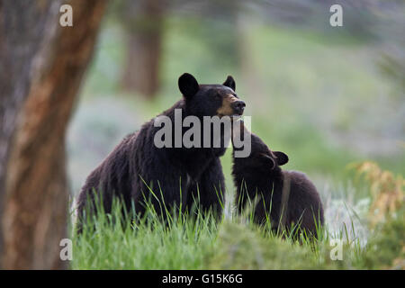 Black Bear (Ursus americanus), sow and yearling cub, Yellowstone National Park, Wyoming, United States of America, North America Stock Photo