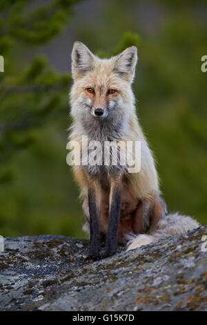 Red Fox (Vulpes vulpes or Vulpes fulva), Yellowstone National Park, Wyoming, United States of America, North America Stock Photo
