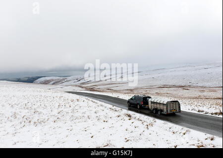A vehicle and trailer with sheep negotiates a road through a wintry landscape in the Elan Valley area in Powys, Wales Stock Photo