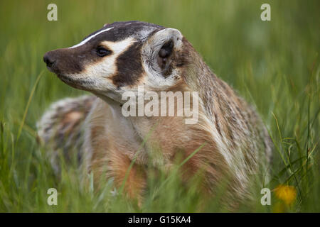 American Badger (Taxidea taxus), Yellowstone National Park, Wyoming, United States of America, North America Stock Photo